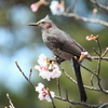 春の香り