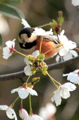 春の香り