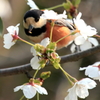 春の香り