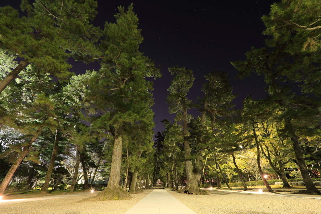出雲大社夜の松