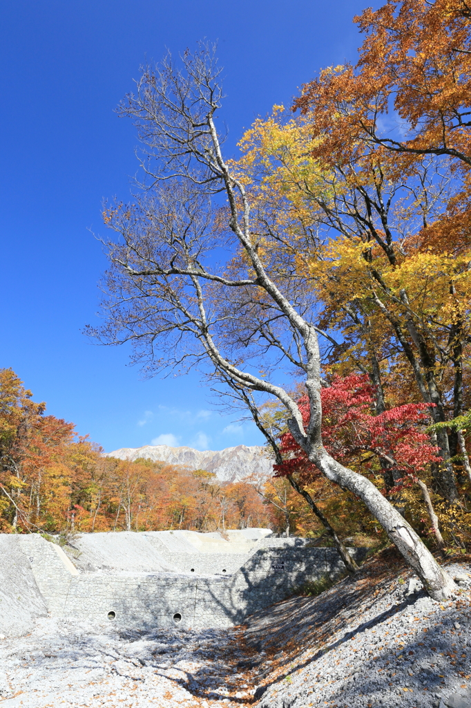 大山三の沢紅葉