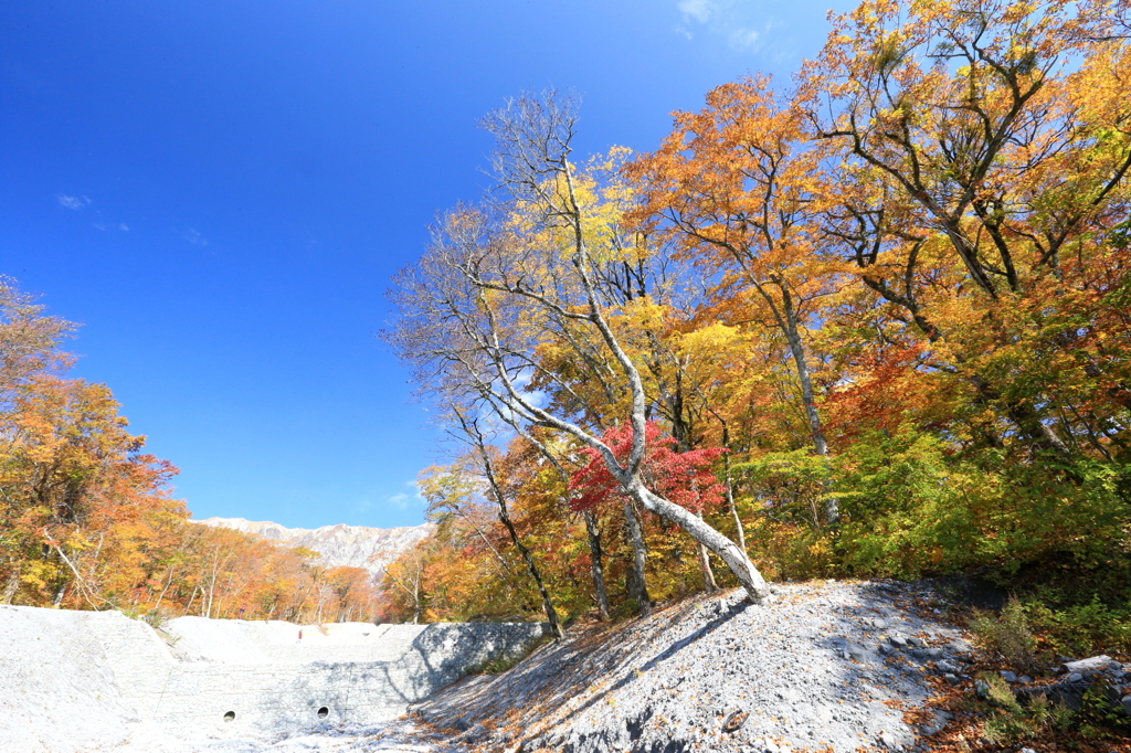 大山三の沢紅葉