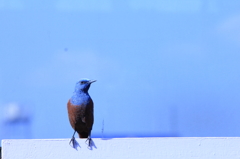 青い鳥