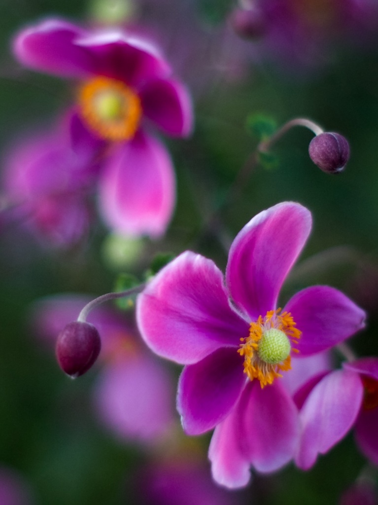 秋明菊
