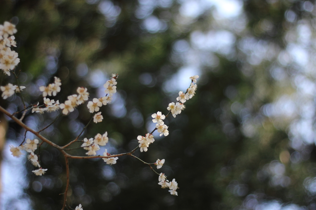 白梅（木漏れ日？編）