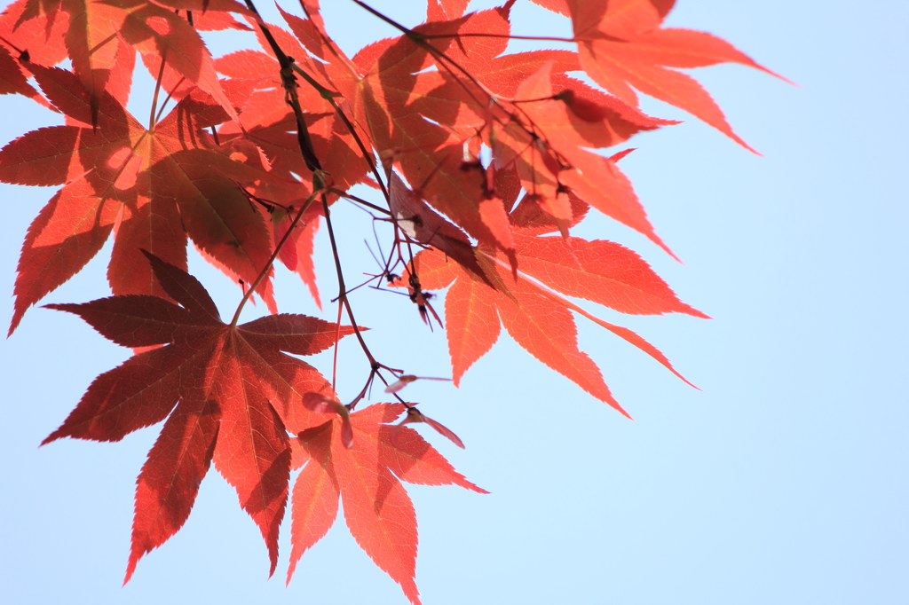 紅葉