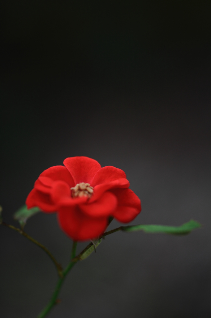 柔紅　～やわらかな表情～