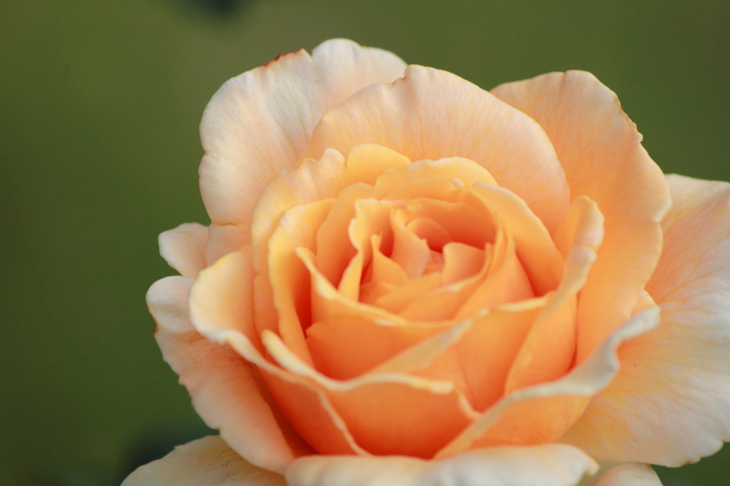 Orange Rose