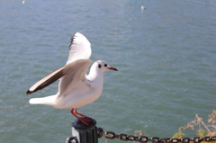 Black-headed Gull4