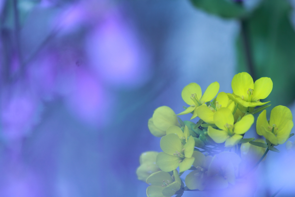 菜の花（薄むらさき）