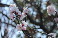 うめの花