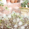 White Snow?