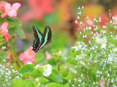 花間遊泳