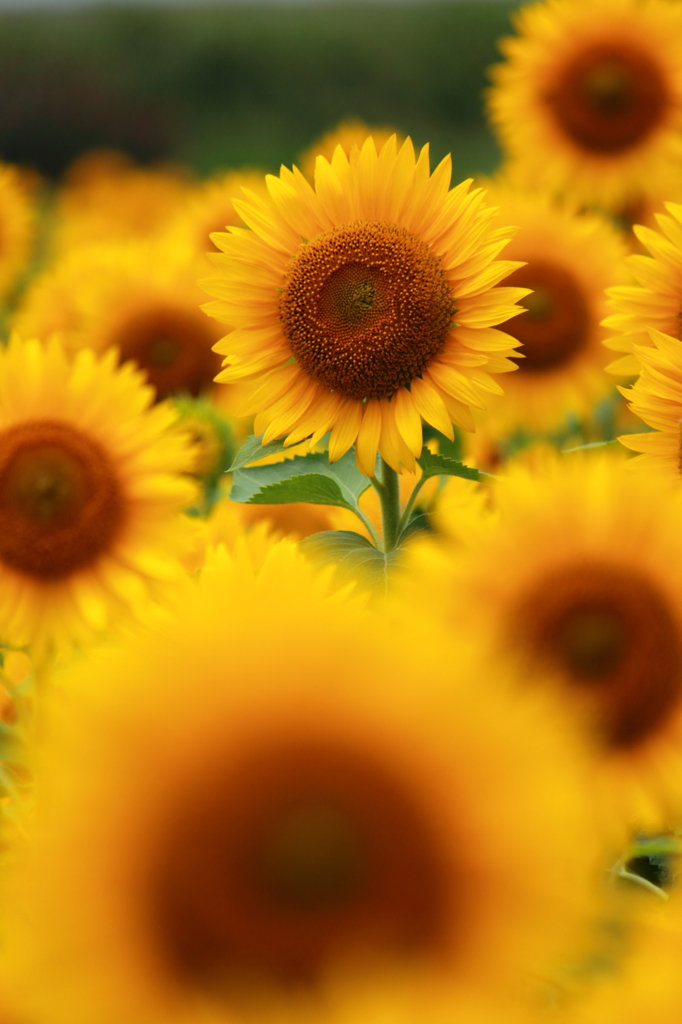 Sun Flower