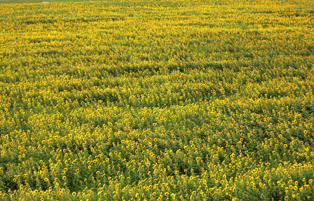 Yellow Wave