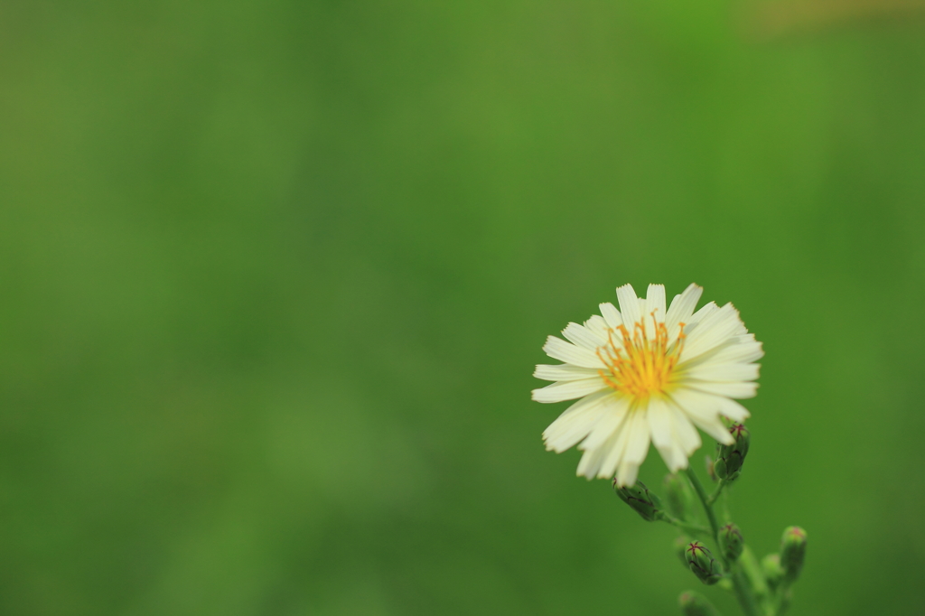 道端の花