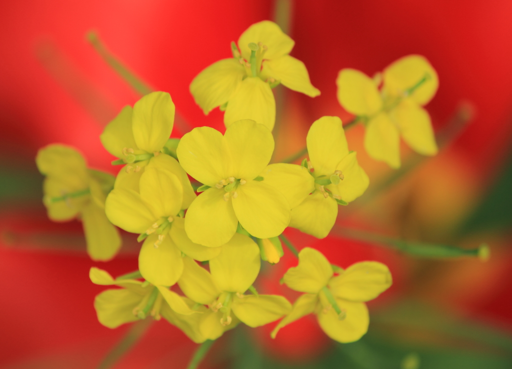菜の花のブーケ