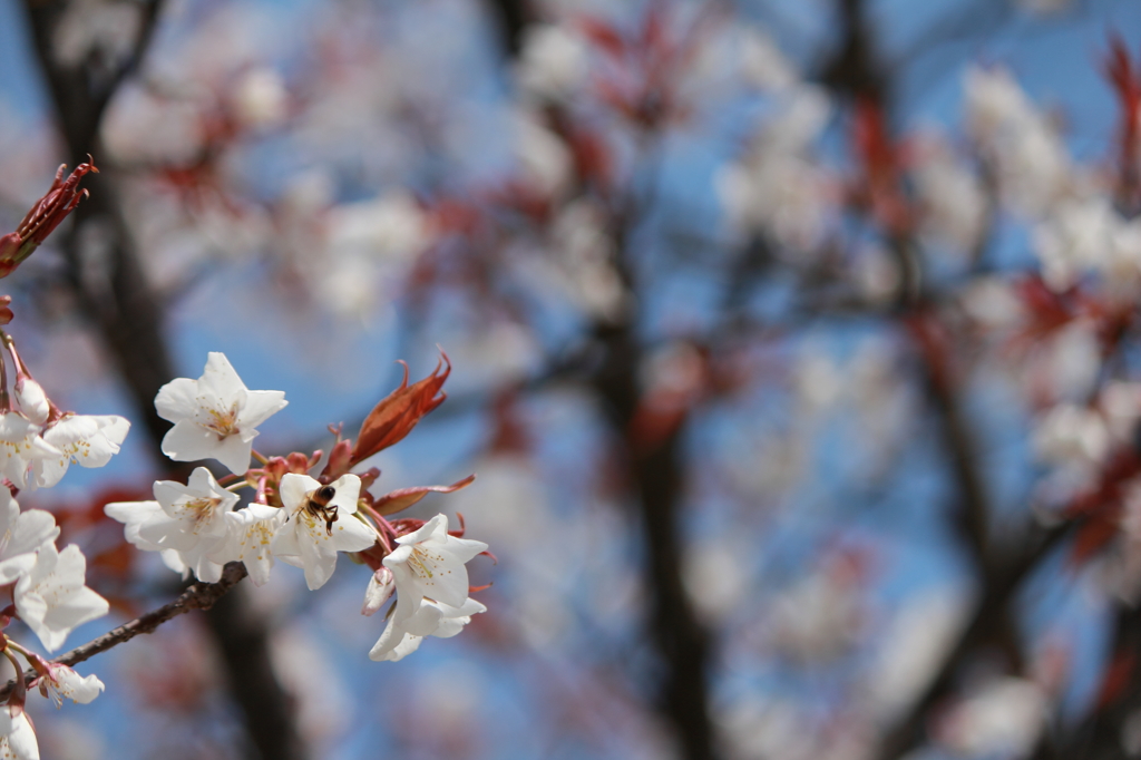 今年最初の桜