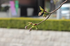 つぼみ　１