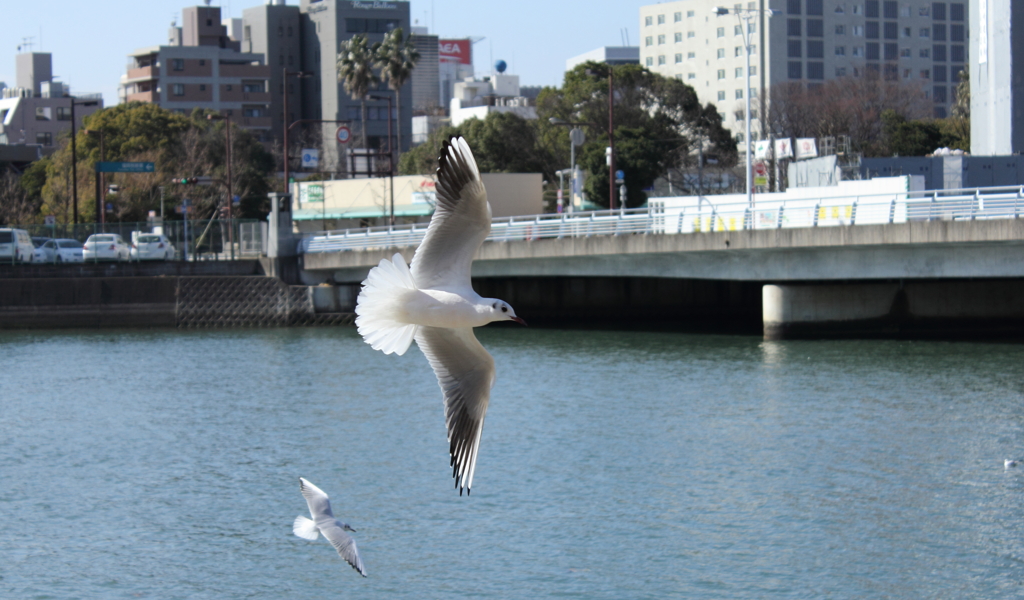 Black-headed Gull3