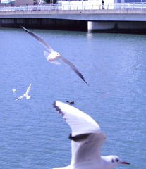 Black-headed Gull