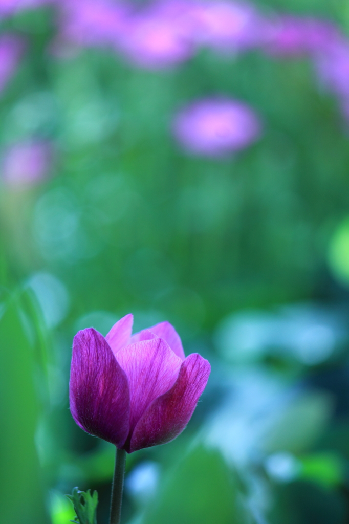 むらさきのアネモネ