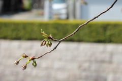 つぼみ　２