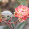 Little Rose