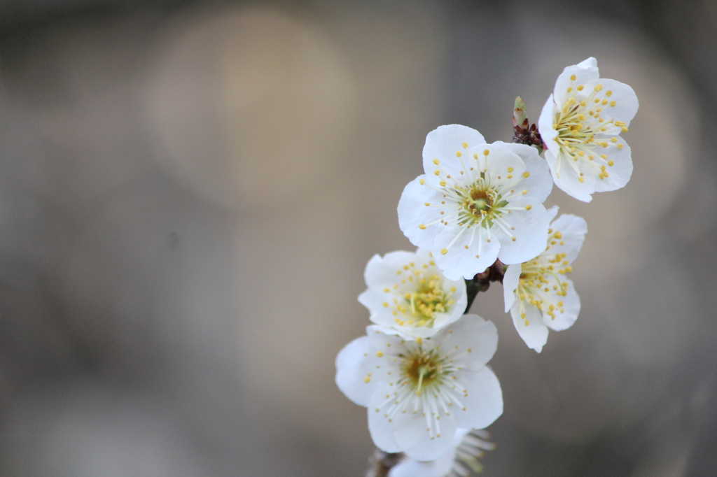 白梅（玉ボケ編）
