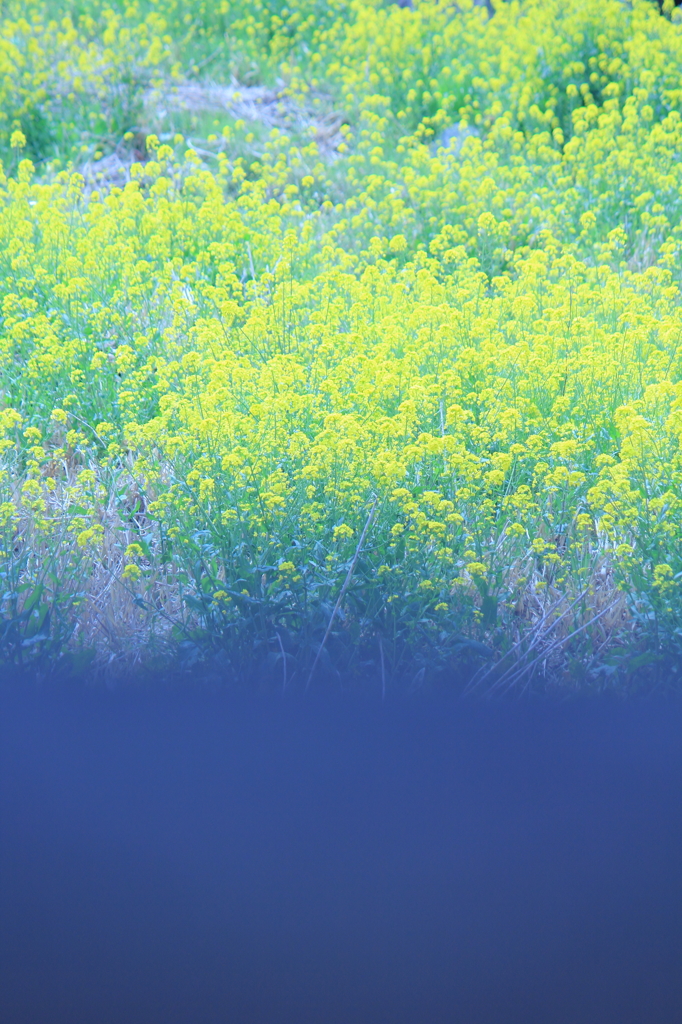 菜の花群生（縦編）