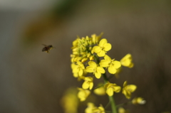 菜の花