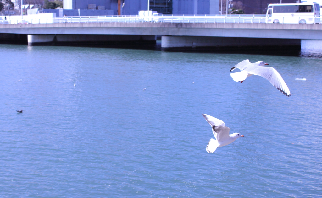 Black-headed Gull2