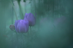 花曇り