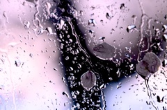 桜色の雨
