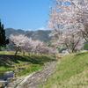 桜吹雪