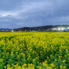 日没直後の菜の花畑