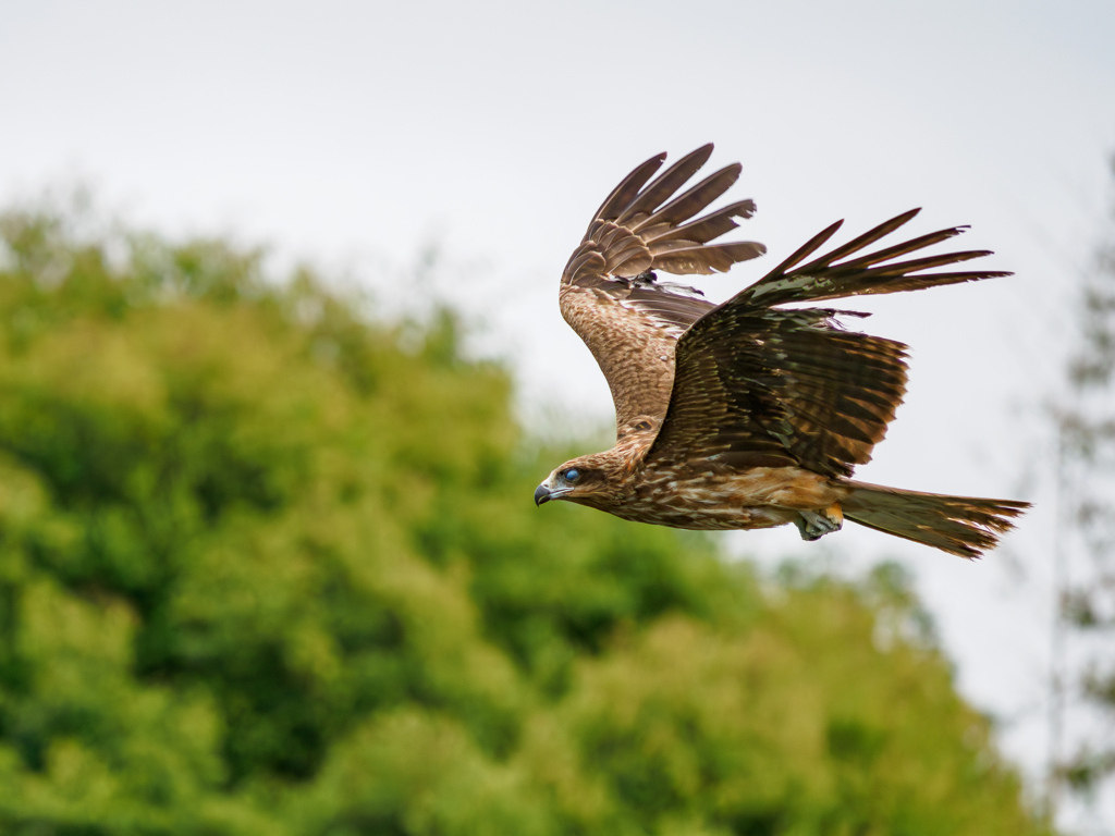 LUMIX 100-300 II試し撮り