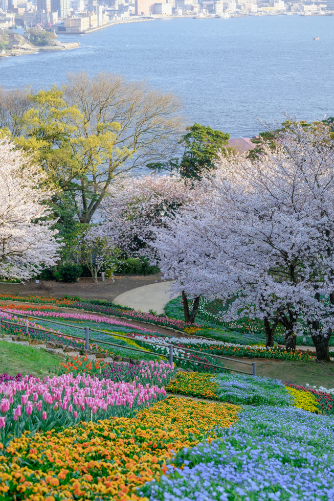 海峡と花