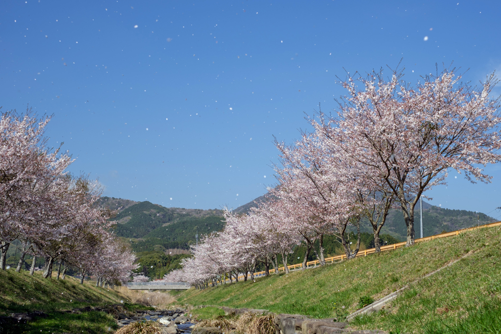 桜吹雪