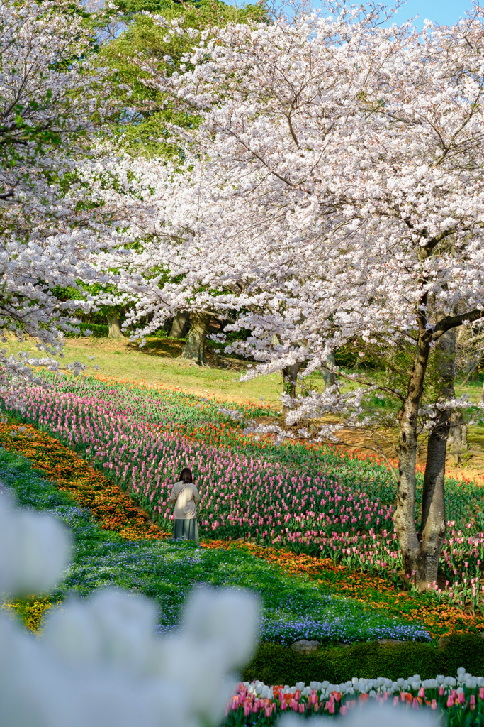 火の山公園トルコチューリップ園