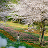 火の山公園トルコチューリップ園