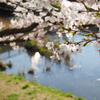 川辺の桜
