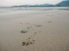 砂浜散歩（の跡）