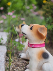 花壇の番犬