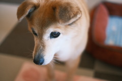 シニア犬との暮らし