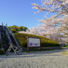 今年の桜も見納め