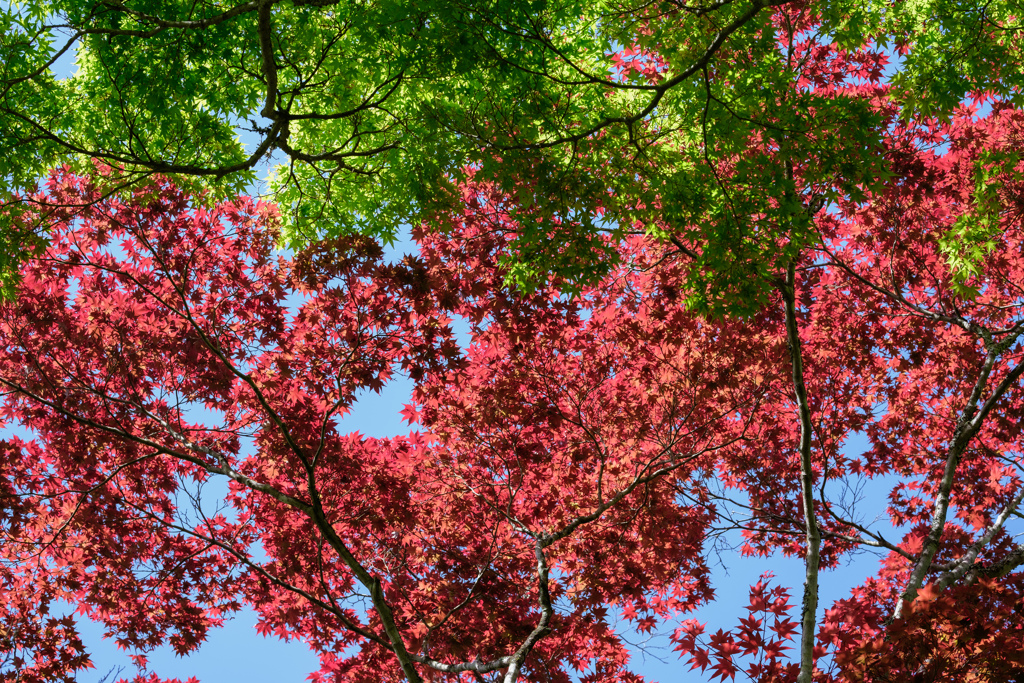 春の紅葉