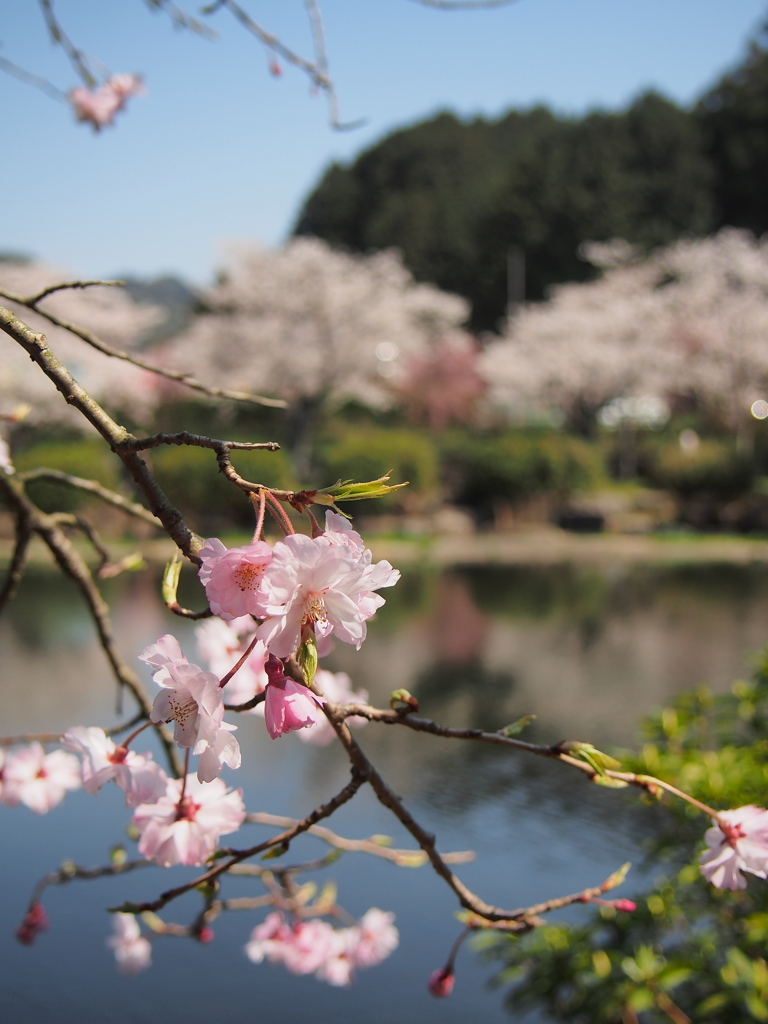 水辺の桜