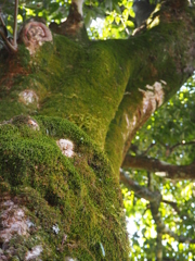 苔生す大樹