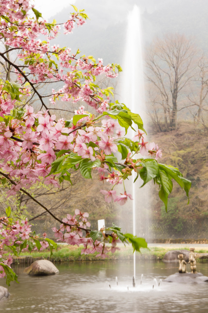 桜と噴水